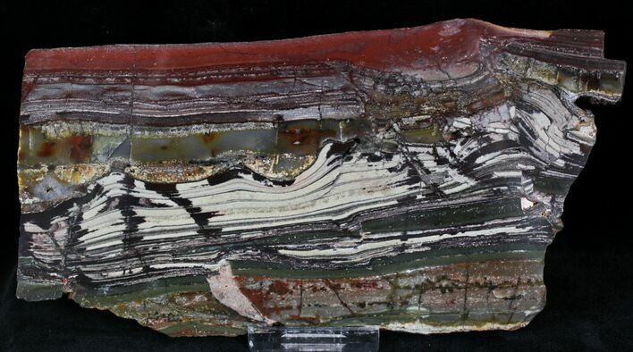 Stromatolite Slice - Pilbara, Australia ( Billion Years) #22489